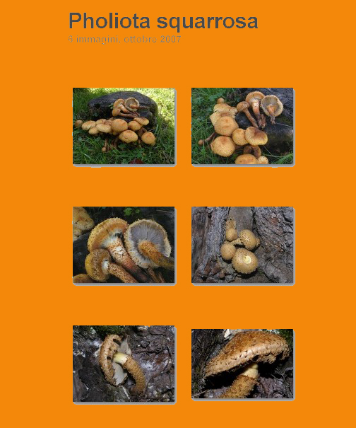 Pholiota squarrosa (Weigel: Fr.) Kummer